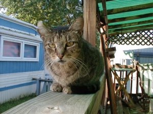 My cat boogerhead